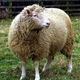 Dolly the cloned sheep. (Image: The Roslin Institute/The University of Edinburgh., CC BY-NC)